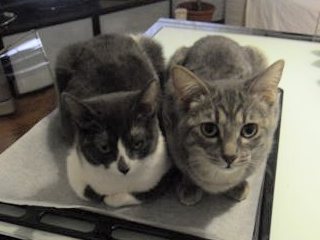 Tabata & Olivia
